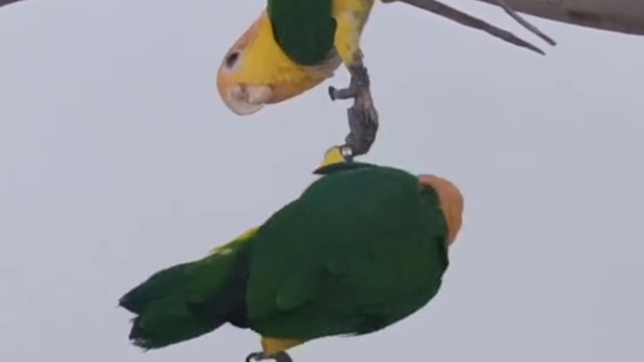 parrots help