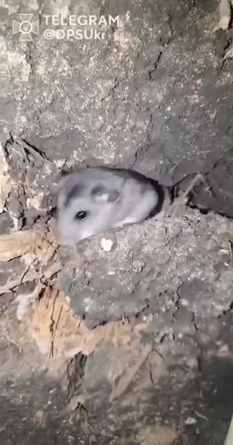 Ukrainians Make a Friend