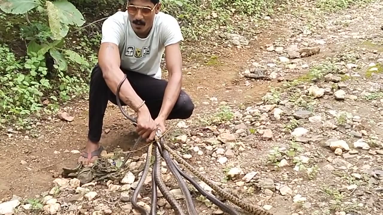 Snakes Releasing Forest