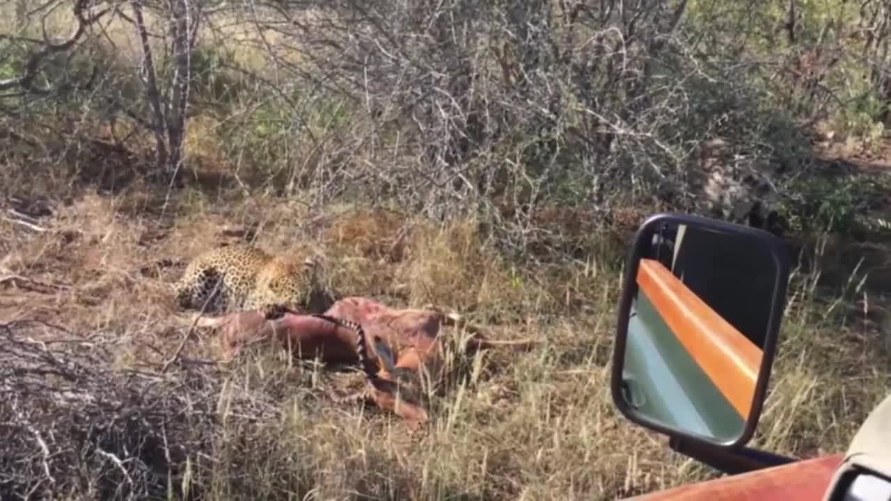 (content warning) Two Leopards Eating A Deer In The Wilderness