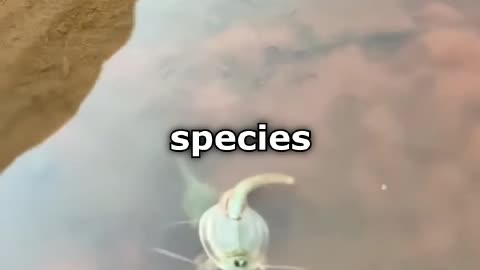 Prehistoric fish