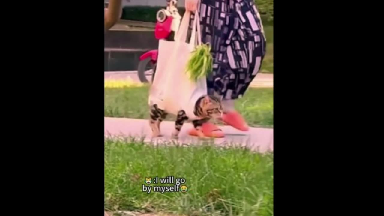 Cats funny videos 2023| cat videos compilation