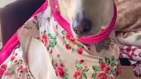 Funny dog 🤣🤣🤣🤣🤣🤣🤣🤣🤣🤣 video