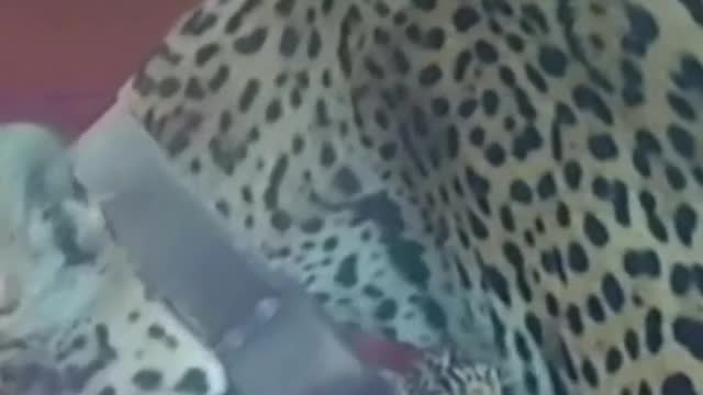Jaguar cubs and mother released back into Argentinian wetlands