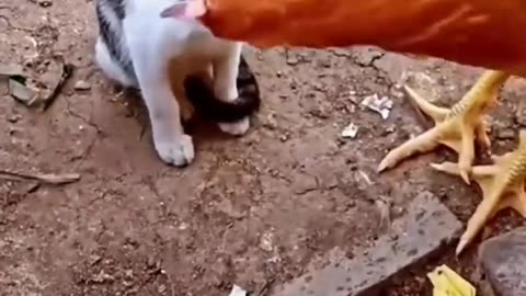 cat vs chiken: Watch What Happens Next and Get Ready to Laugh in 2023