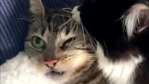 Funny Cat