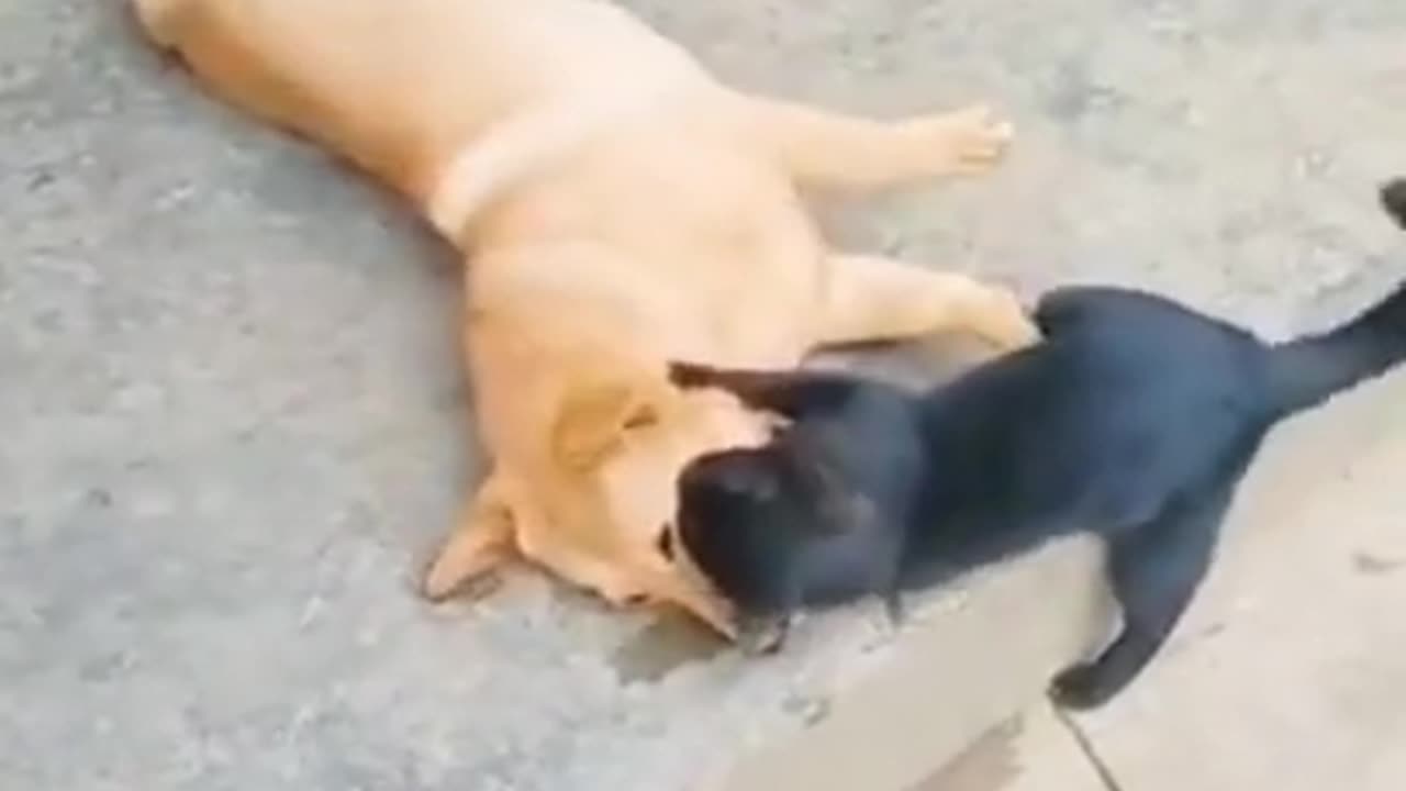 Funny cat and dog fighting