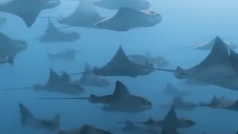 A fever of rays roaming the ocean 🌊