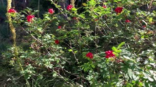 Oregon - Mount Hood - Luscious Red Wild Berries!