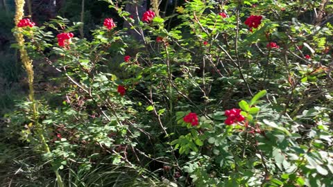 Oregon - Mount Hood - Luscious Red Wild Berries!