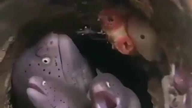 ❤A World Within Another World