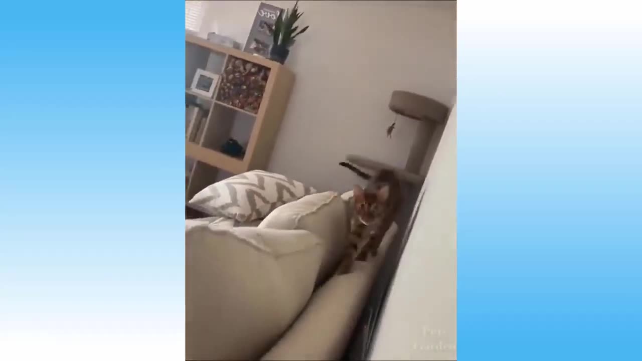 Funny Animal Compilations #4