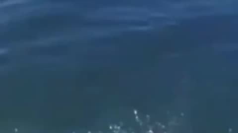 Try not to 😂 laugh animals