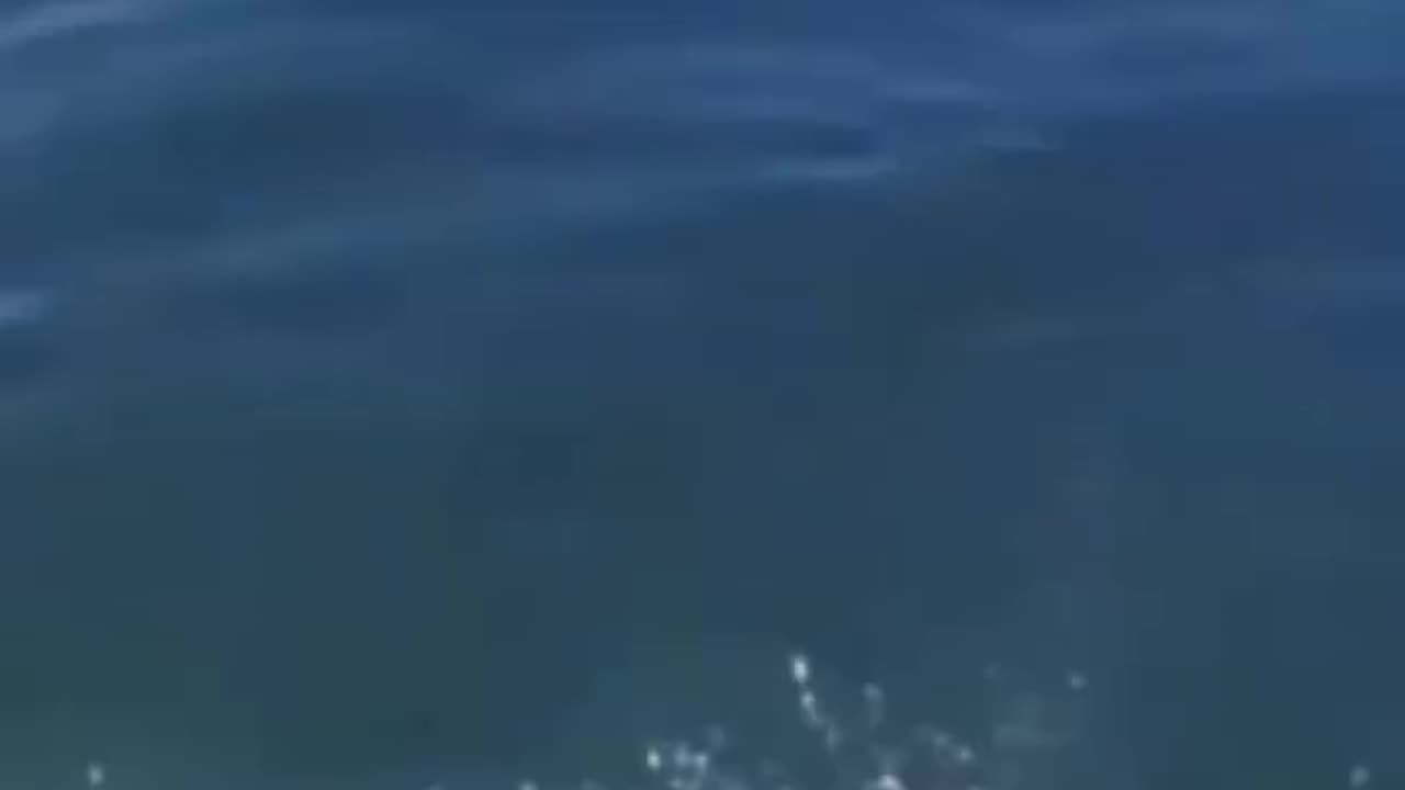 Try not to 😂 laugh animals