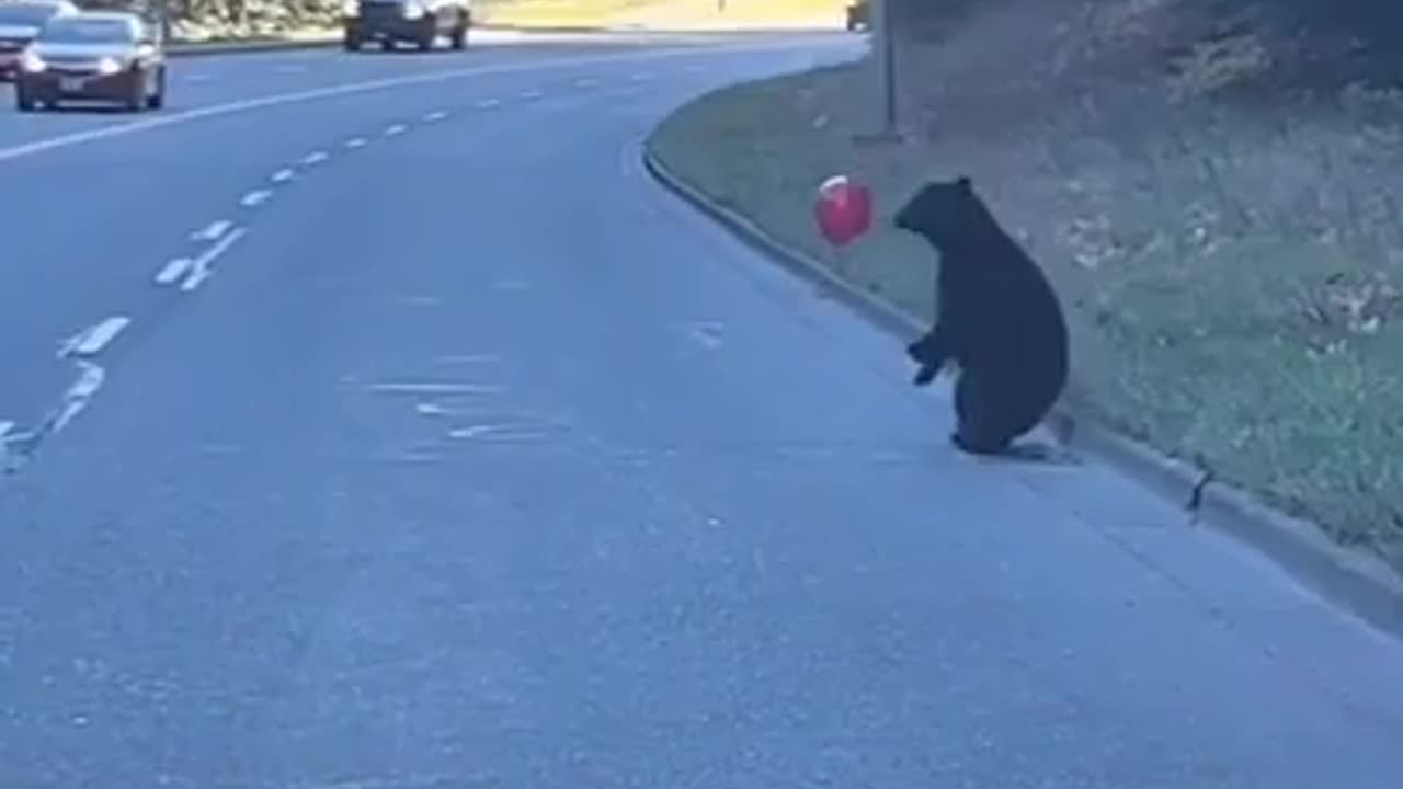 bear trying to catch a balloon