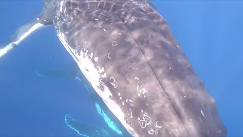 Insanely Close Encounter Freediving with Humpback Whales in Tonga