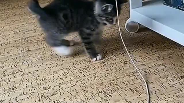 which cat cured you.-66