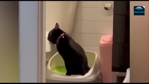 Funny cat scenes