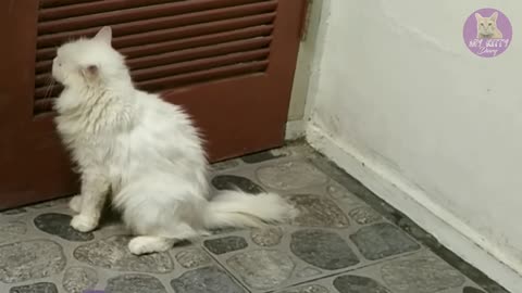 Female cat in heat meow to attract male