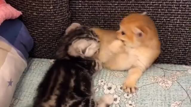 OMG So Cute Cats ♥ Best Funny Cat ❤️🐈Videos 2021 #shorts