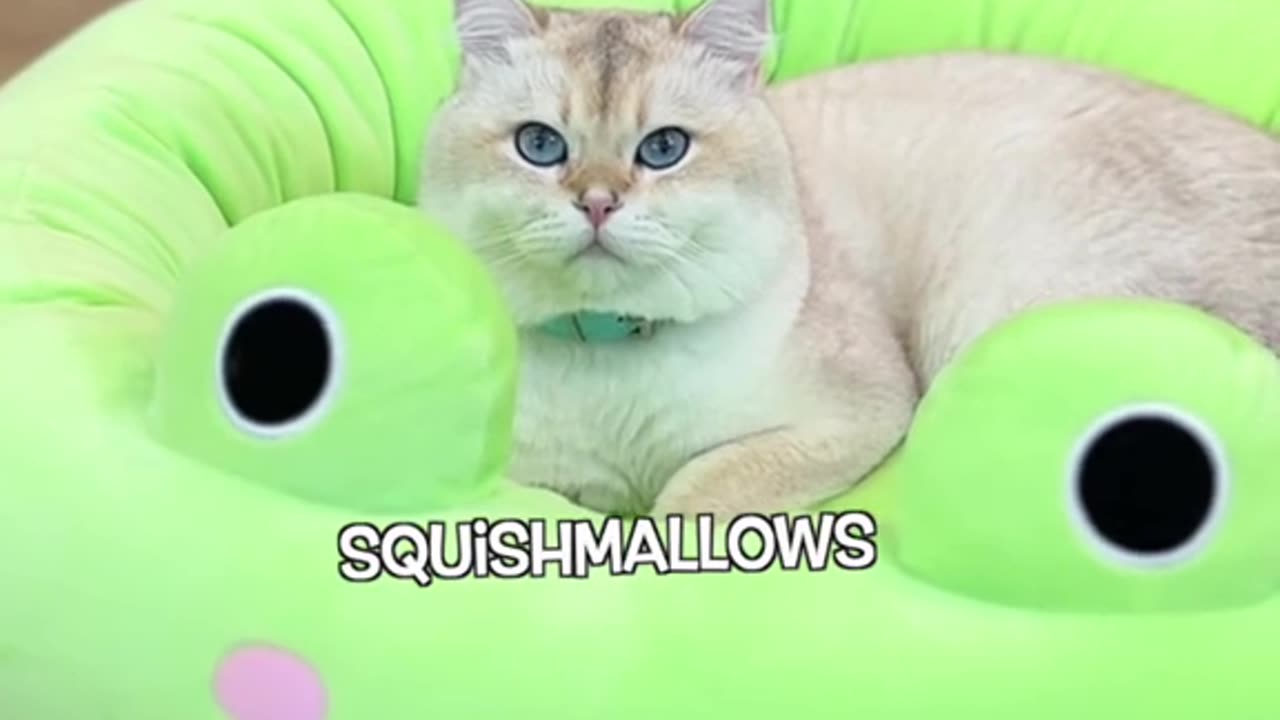 Dogs playing games funny video
