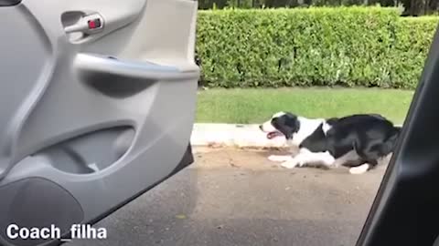 1 Hour of the Silliest Pets | Funny Pet Videos