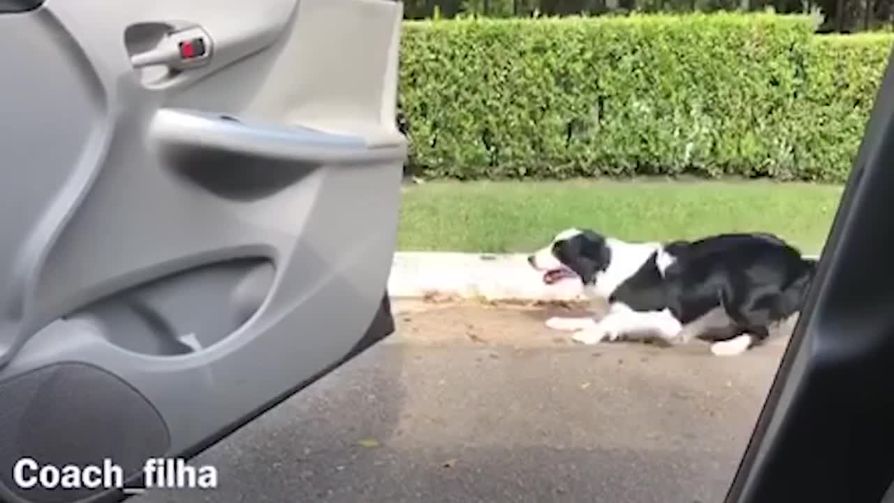 1 Hour of the Silliest Pets | Funny Pet Videos