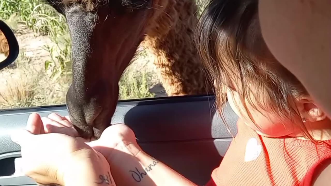 Sisters Feed Llama at Drive-Thru Reserve