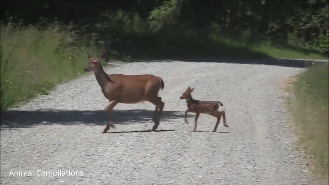 Baby Deer (Fawn) Jumping & Hopping - CUTEST Compilation