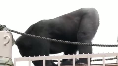 Gorilla has a headache