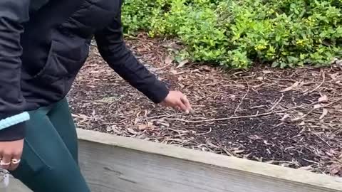 Snail Rescue Doesn't Go As Planned