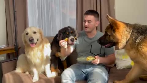 Reaction of My Dogs When I Eat in Front of Them!