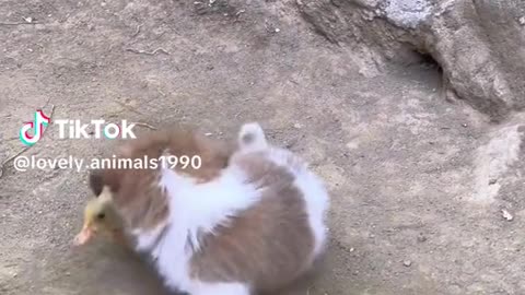 Funny 🐶🐕 dog
