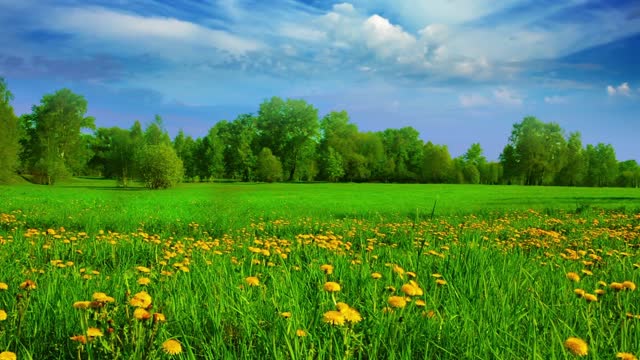Nature Scenery for Painting