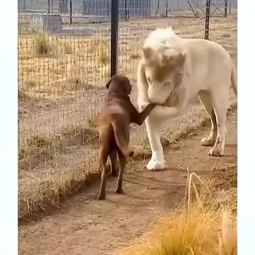 Cute, laughing this dogs