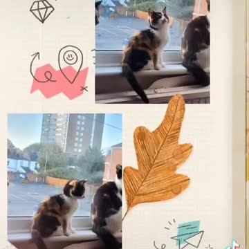 Travel journey cats and kittens