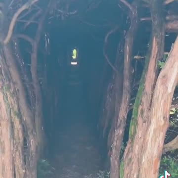 A peaceful Forest in Japan