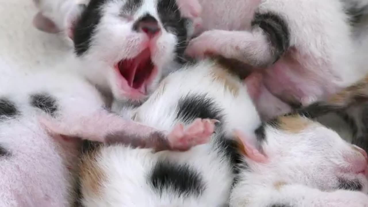 Sweet Animal Pet Kitties Sleeping On Mothers Breast