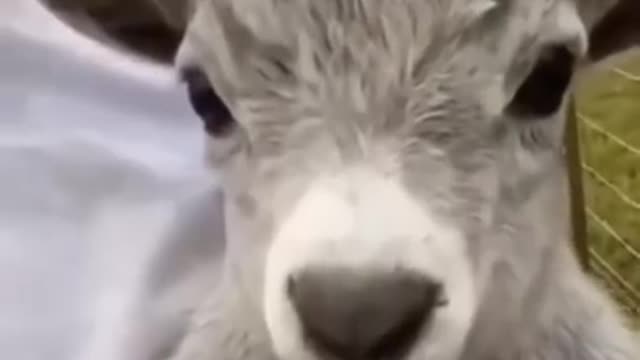 Wee~~ Funny Animals #short #tiktok #funny #animal #wee