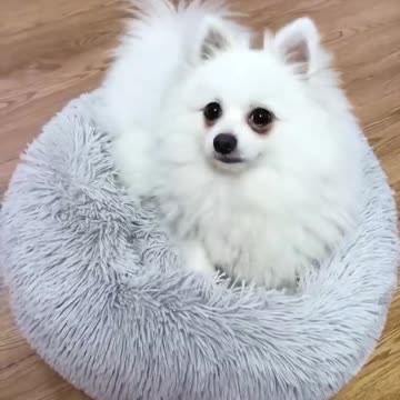 I'm not a human but you are a real dog🐶 Pomeranian cute pet, so cute that it explodes💥 F