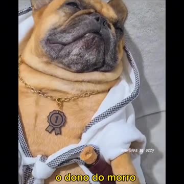 Se você ver estes cachorros ... CORRA!