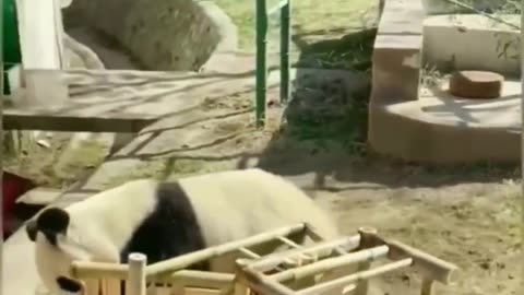 Panda enjoying