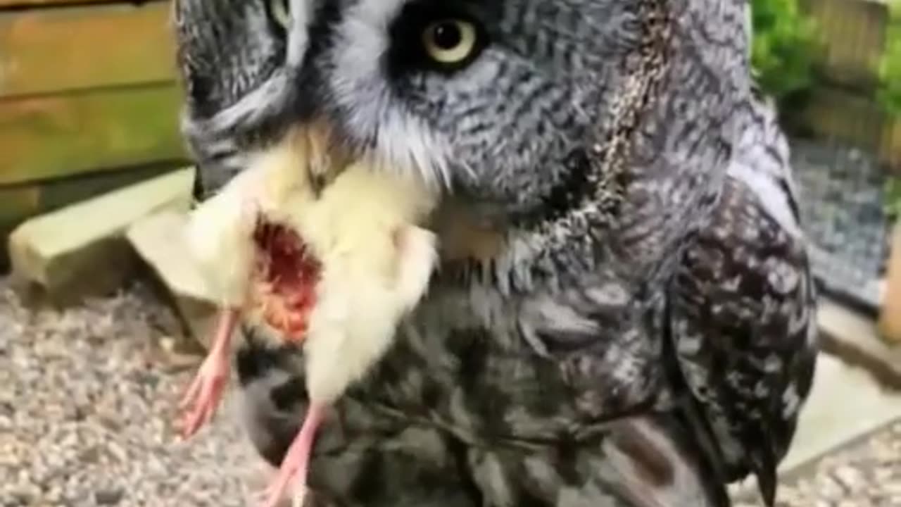 Owl eating baby chicken..