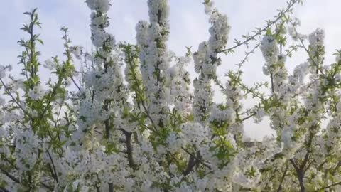 Relaxing Music | Sleeping, Meditation, Stress Relief | [6190] ⭐️