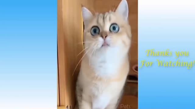 Funny cat pet video