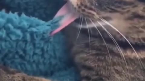 Funny cat - So yummy this blanket