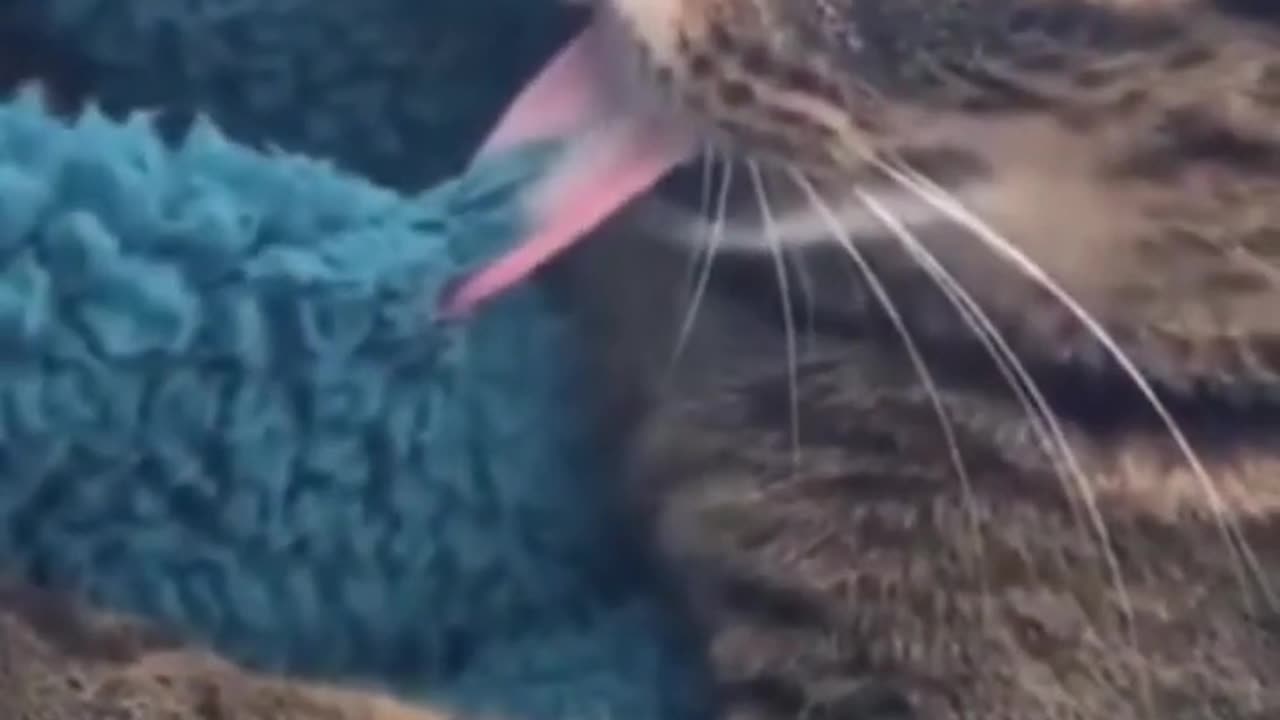 Funny cat - So yummy this blanket