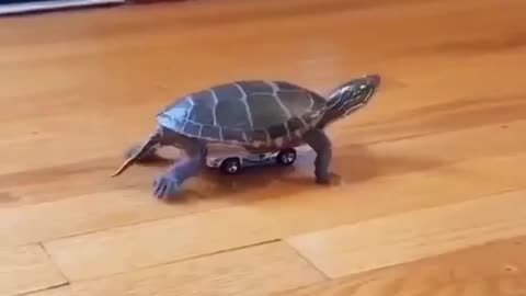 Flying turtle