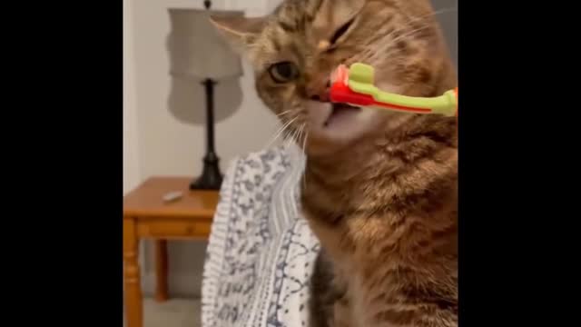 Compilation of funny cat videos - HILARIOUS!