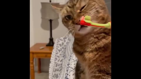 Compilation of funny cat videos - HILARIOUS!